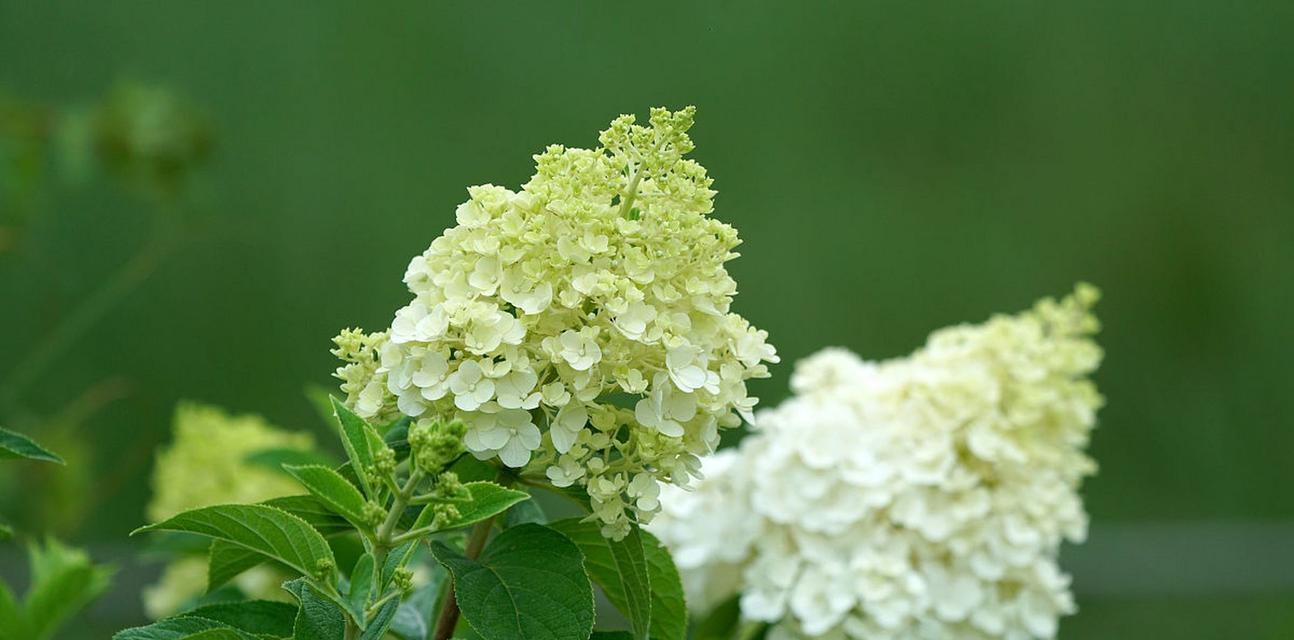 以木绣球的花语——传递爱与美的木之花（探秘木绣球的花语及其意义）