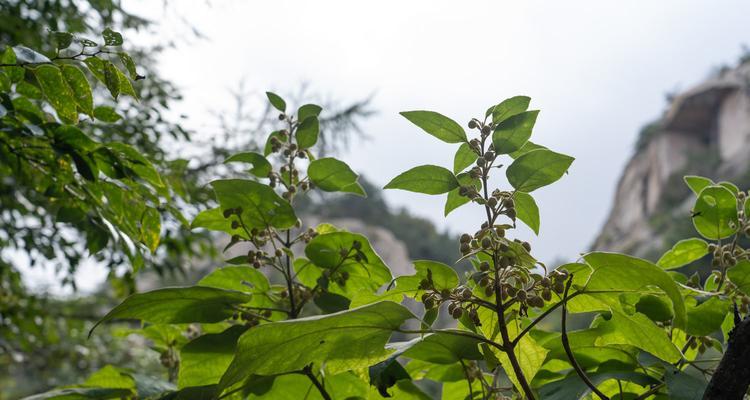 泡桐花的花语——生命与希望的象征（探寻泡桐花的美与哲理）