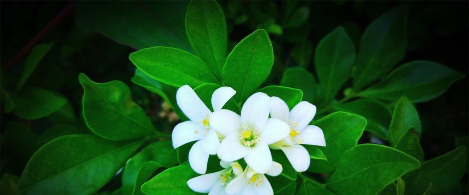 七里香的花语——寄托心愿（用香气传递祝福）