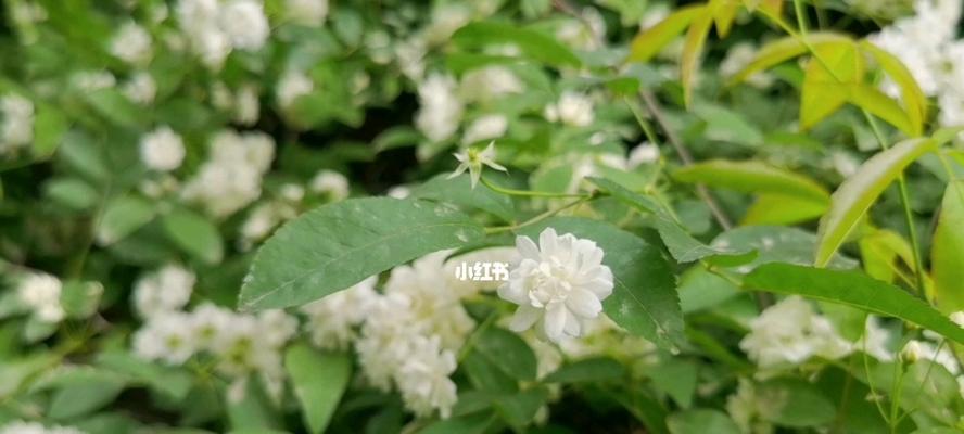 七里香的花语——寄托心愿（用香气传递祝福）