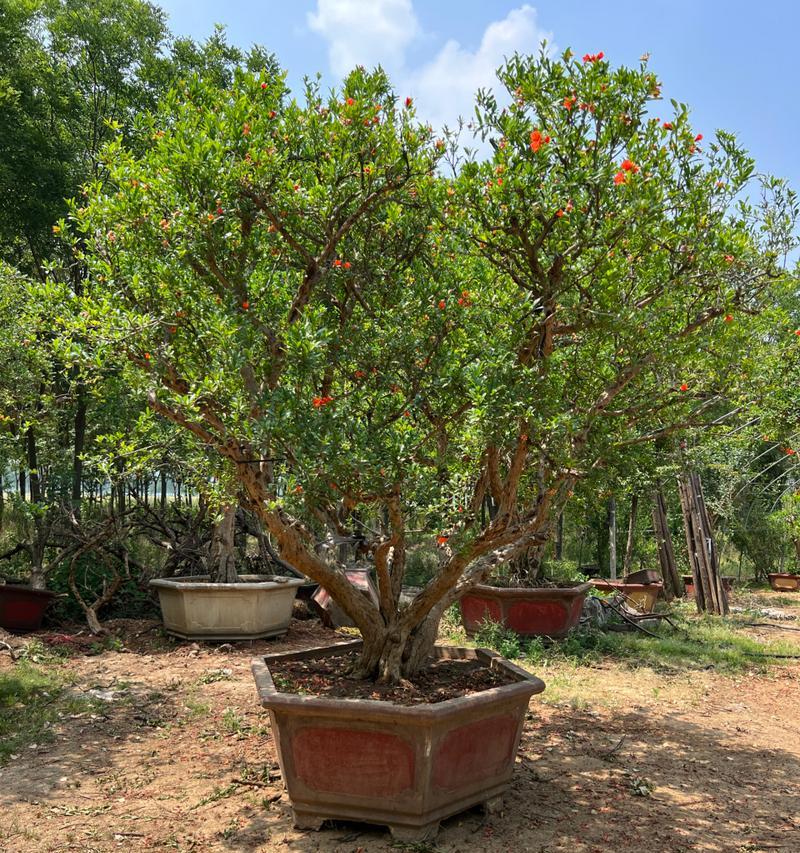 盆栽植物寓意多子多福——祈福的绿色伴侣（用植物寓意祈福家庭富足的幸福生活）