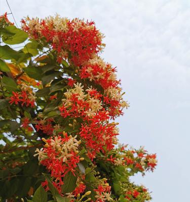 君子花语与寓意（探寻君子花语的深层内涵与美丽寓意）