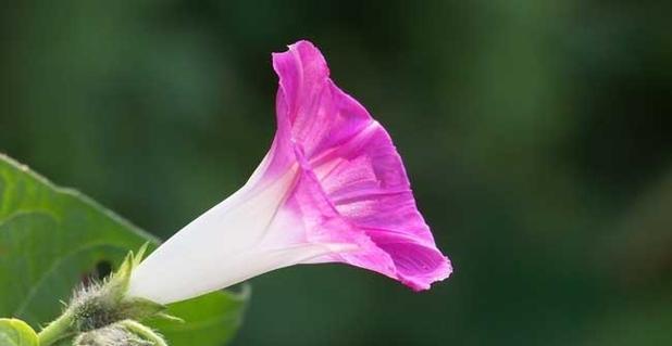 双生花（双生花花语解读及花朵之美赏析）