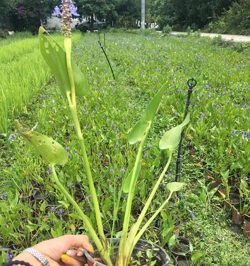 水培植物（水中的生命之舞——以挺水植物为例解析其生态特点和适应性）