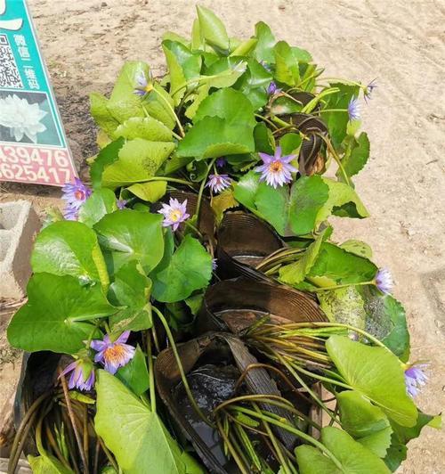 水培植物（水中的生命之舞——以挺水植物为例解析其生态特点和适应性）