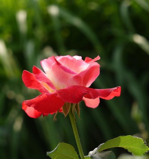 香水月季花语与爱情的美好憧憬（以芬芳传递浓浓的情意）