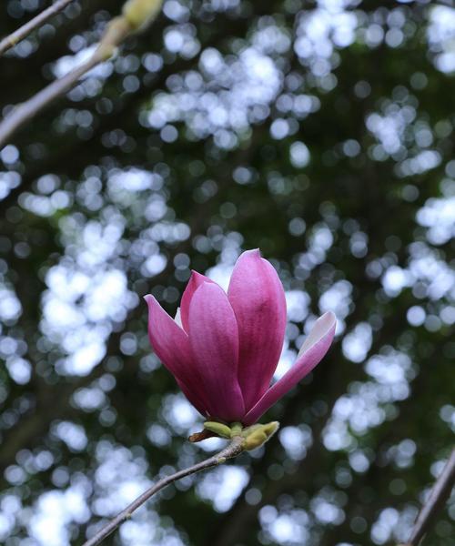 辛夷花的花语与寓意（探寻辛夷花的浪漫与深情）