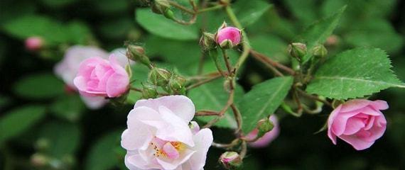 野蔷薇的花语——勇气和坚强（探寻野蔷薇的花语）