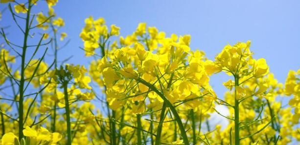 油菜花的花语（春天的黄色使者——油菜花）