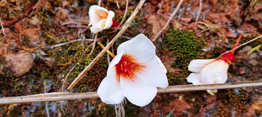 油桐花的花语——传递热情与希望（借助油桐花）