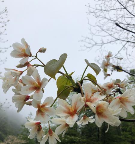 油桐花的花语——传递热情与希望（借助油桐花）