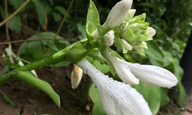 玉簪花（解析玉簪花的花语及传说）