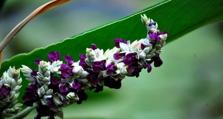 再力花语之美（以再力花的花语为窗口）