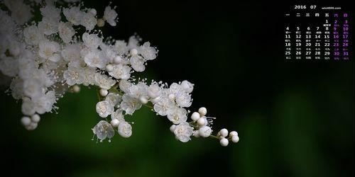 珍珠梅的花语和寓意（了解珍珠梅的含义）