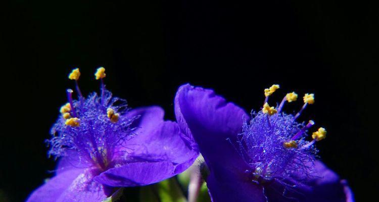 紫露草花语与寓意（揭示紫露草的花语寓意）