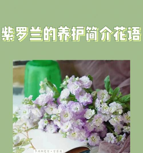 紫罗兰寓意花语的深意（解析紫罗兰的15种含义及象征意义）