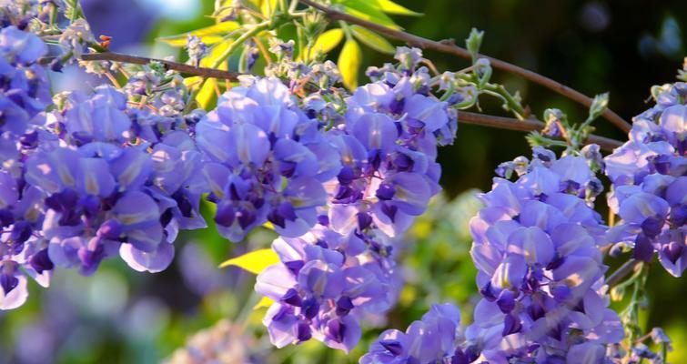 紫藤花的花语及其象征意义（探寻紫藤花的文化内涵与美丽）