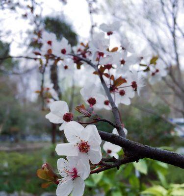 紫叶李的花语（探索紫叶李花语的内涵及象征意义）