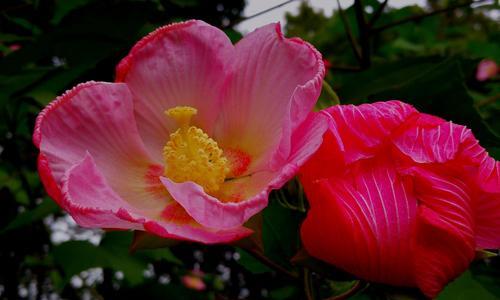 芙蓉的花语与寓意（揭秘芙蓉花的奥秘）