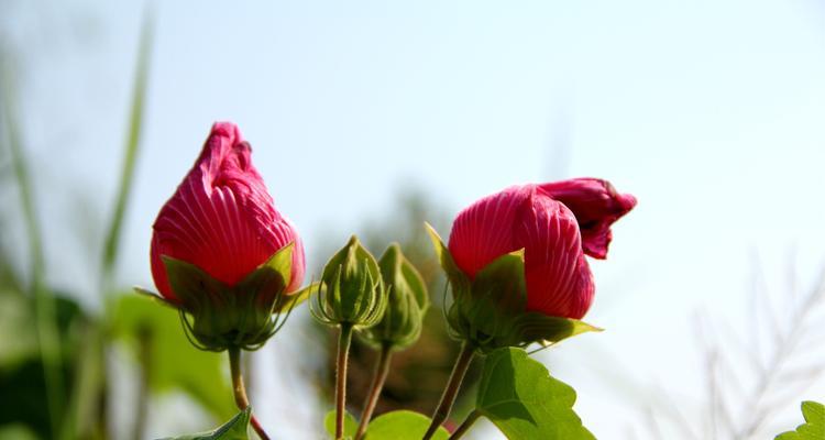 芙蓉的花语与寓意（揭秘芙蓉花的奥秘）