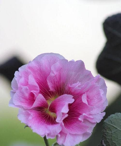 芙蓉花的花语与象征——探寻芙蓉花的美丽与意义（神秘的芙蓉花）