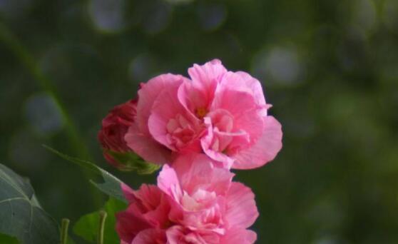 芙蓉花的花语与象征——探寻芙蓉花的美丽与意义（神秘的芙蓉花）