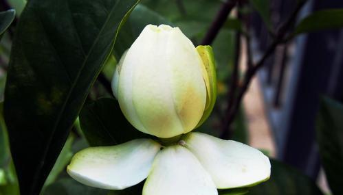 栀子花（以栀子的花语为线索）