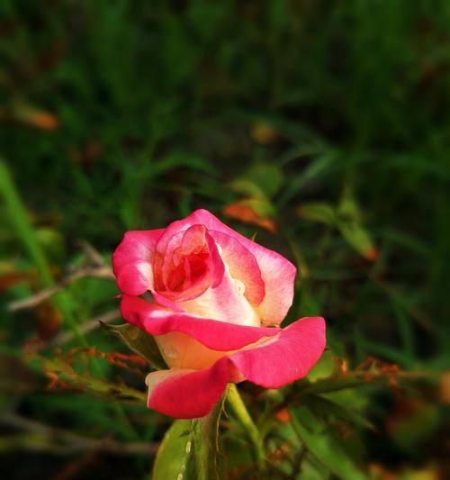 橘色月季花的花语与寓意（探索橘色月季花的花语与寓意）