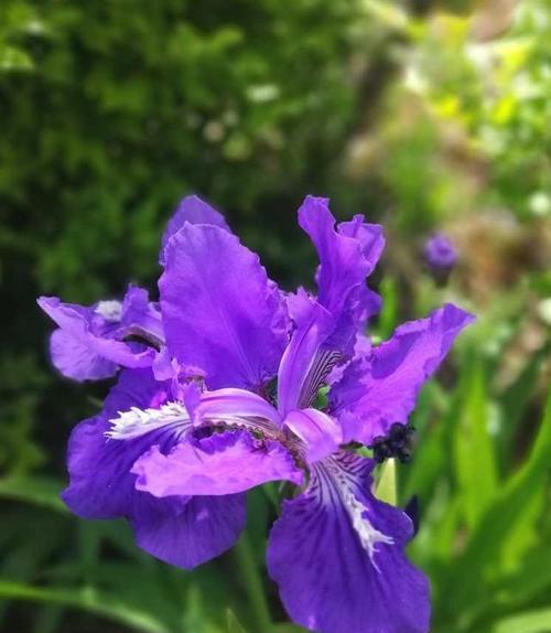 鸢尾花的花语与寓意（探寻鸢尾花的神秘语言）