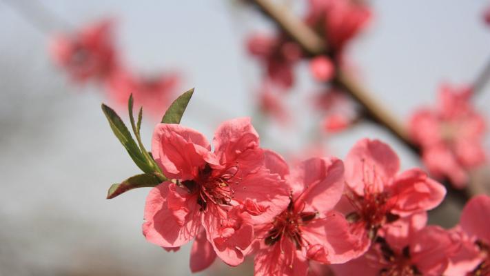 桃花的寓意与象征（桃花的美丽与浪漫）