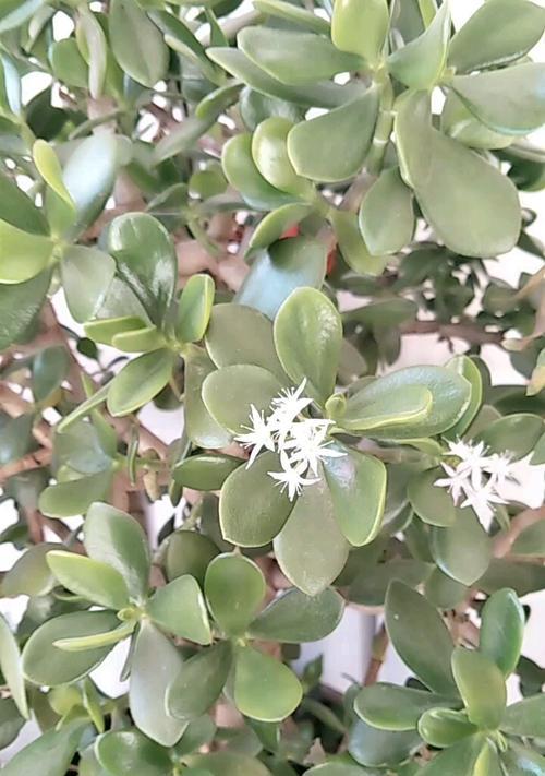 万年青开花的美丽与象征（探索万年青开花的意义及其魅力）