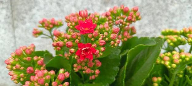 冬季长寿花养护，助你年年花香常在（冬季长寿花养护）