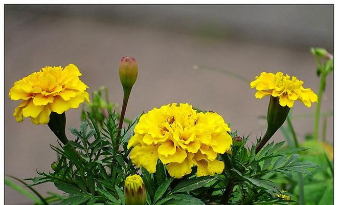 长寿菊，一年开几次花（花期有多长时间）