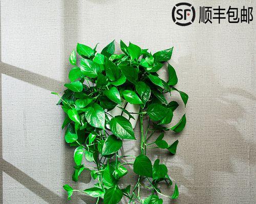 长藤族谱——揭秘长藤家族植物群（探秘长藤族系的不同植物品种及其特点）