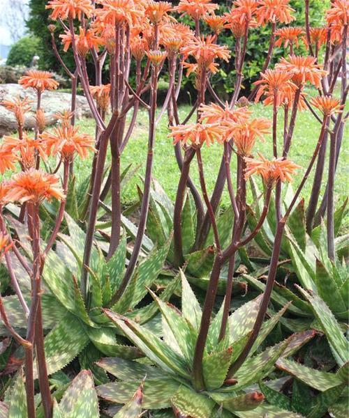 芦荟种植是否适合冬季（院子里的芦荟如何度过严寒冬季）