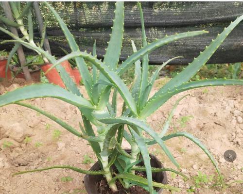 芦荟种子种植指南（从选种到收获）