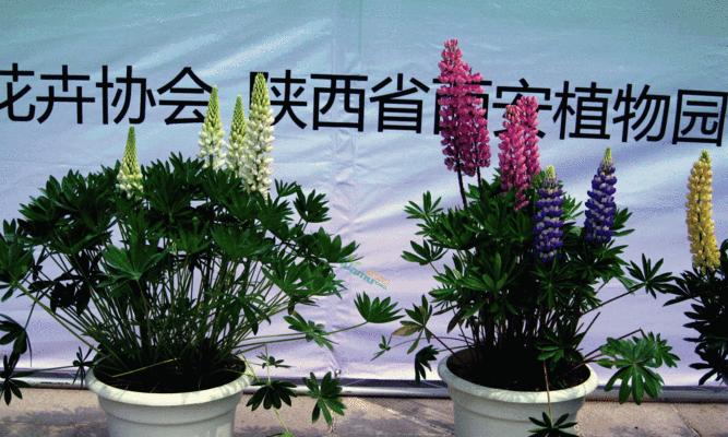 鲁冰花的养护方法和技巧（从种植到养护）