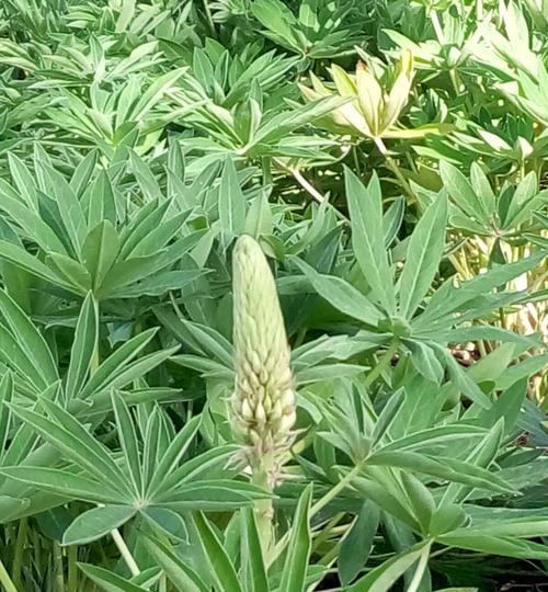 鲁冰花枯萎后的管理（花谢后如何处理）