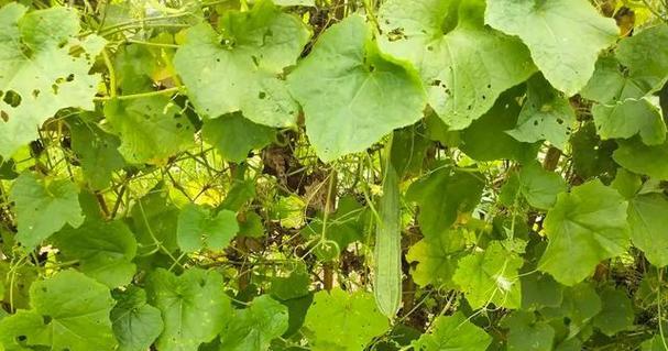 露地丝瓜种植的最佳月份（选择最佳时间）