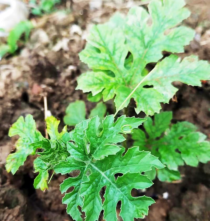 露地西瓜种植指南（几月份种植最合适）