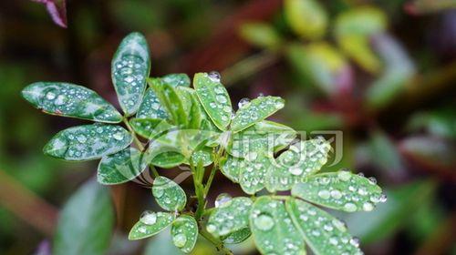 露水的作用（揭秘植物生长中的神奇之力——露水）