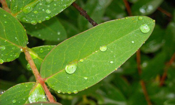 露水的作用（揭秘植物生长中的神奇之力——露水）