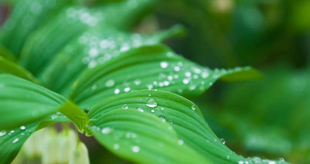 露水的作用（揭秘植物生长中的神奇之力——露水）