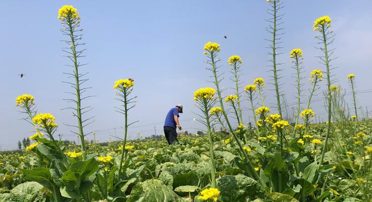 露天春白菜种植全攻略（从时间到方法）