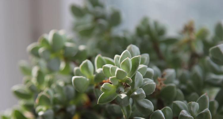 鹿角海棠开花时间与花期特点（探究鹿角海棠开花规律）