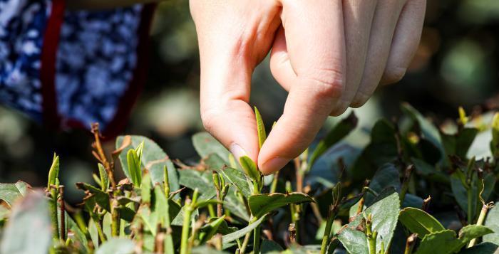 绿茶采摘与收获季节的秘密（探秘绿茶采摘时间）