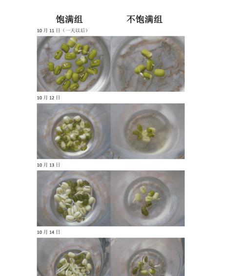 绿豆生长周期的全面解析（绿豆的生长阶段）