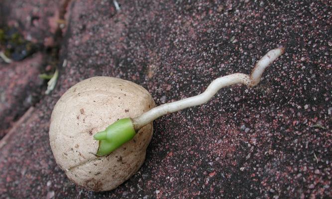 绿豆是单子叶植物吗（单子叶还是双子叶）