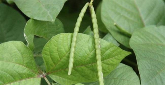 揭秘绿豆的双子叶之谜（绿豆是单子叶植物的真相揭晓）