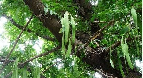 揭秘绿豆的双子叶之谜（绿豆是单子叶植物的真相揭晓）